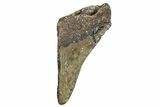 Partial Fossil Megalodon Tooth - South Carolina #250043-1